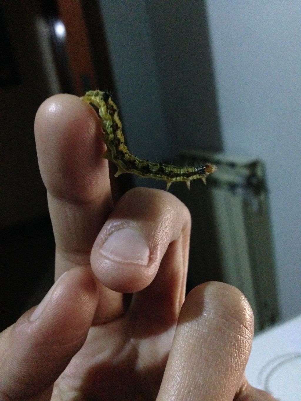 Ho trovato un bruco! Chi mi sa dire cos''?